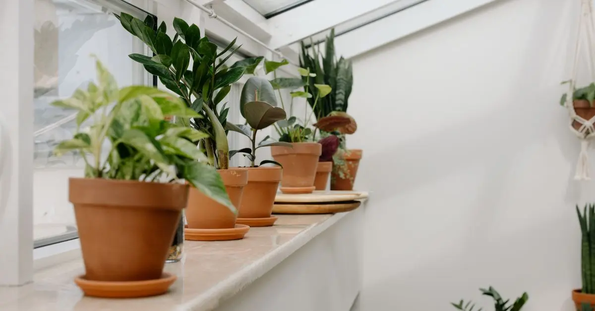 Mastering the Art of Indoor Gardening