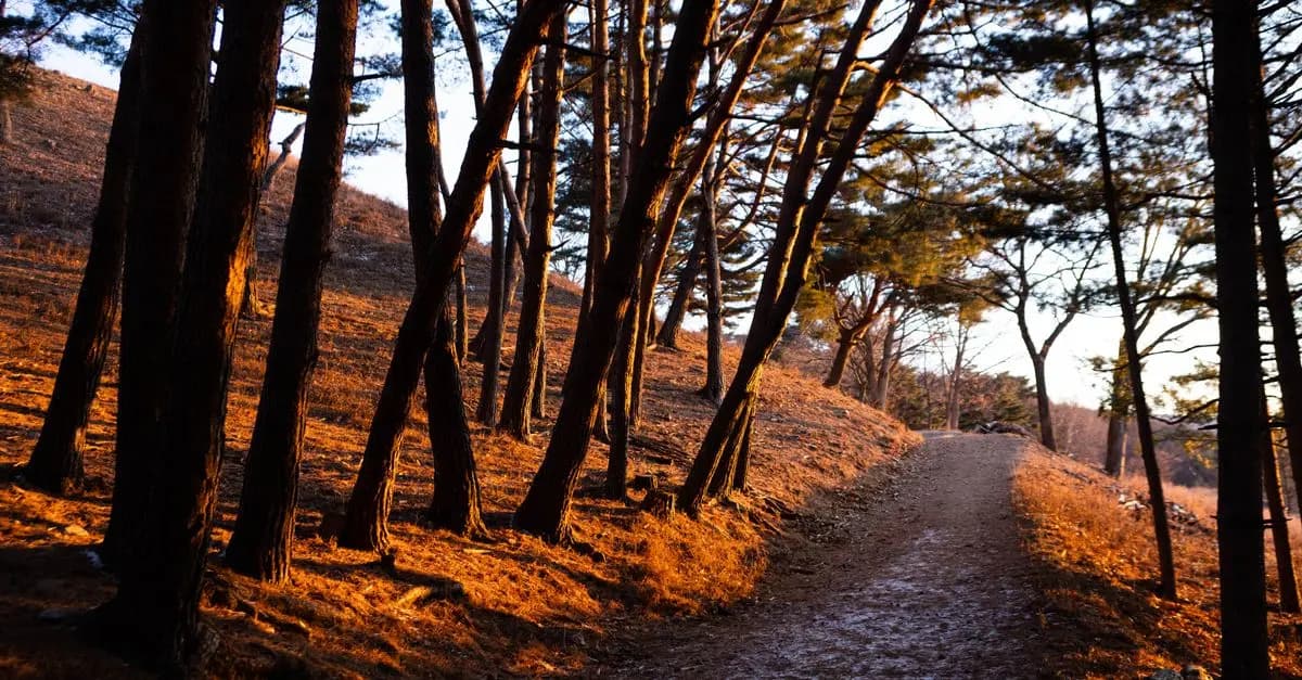 Exploring Benefits of Nature Walks for Mental Health