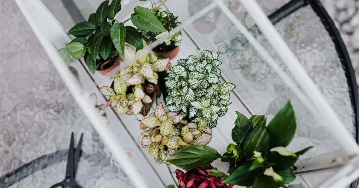 Exploring the Benefits of Indoor Gardening for Relaxation